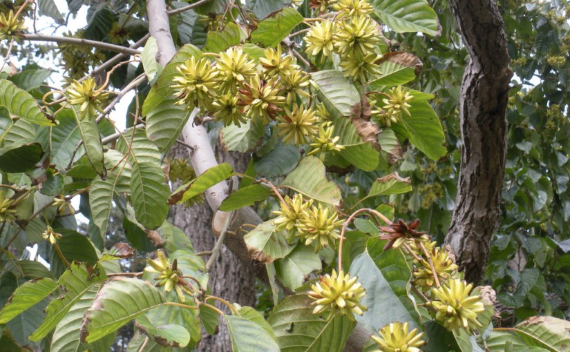 악성신경초종과  본원약물 MSG0500&nbsp;서울대발표