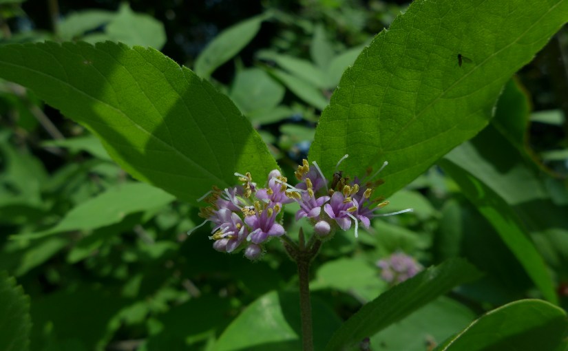 1강 사상의학과 암