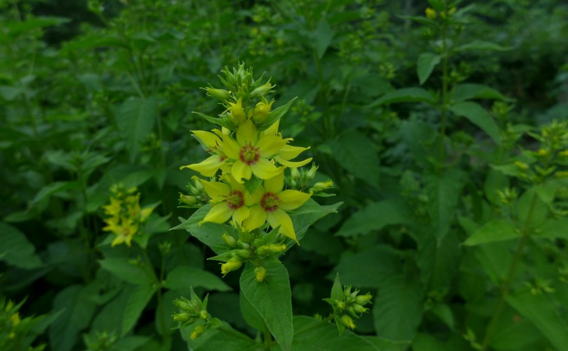 4강 암을 극복하기&nbsp;위하여