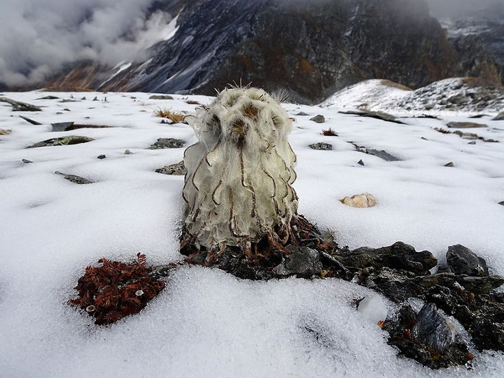 Saussurea gossypiphora