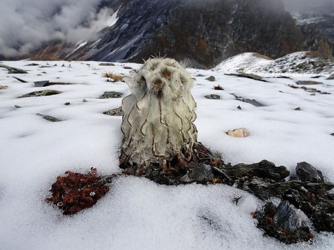 Saussurea gossypiphora