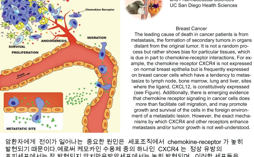 유방암 3강.  유방암 프로토콜과 체질-소음인&nbsp;편