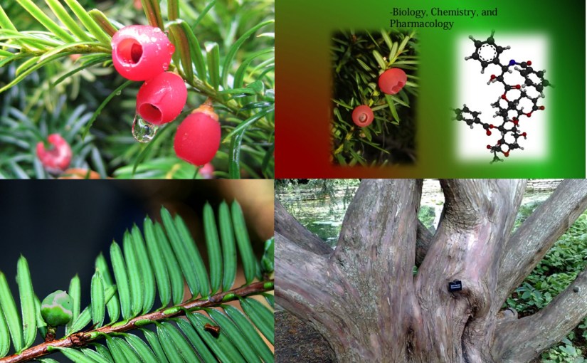 유방암 4강.  paclitaxel과 소음인&nbsp;체질