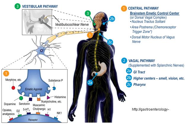 유방암 6강.  paclitaxel과 태음인 유방암 – 꼭 수술을 해야&nbsp;하는가