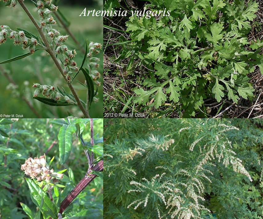 artemisia-vulgaris