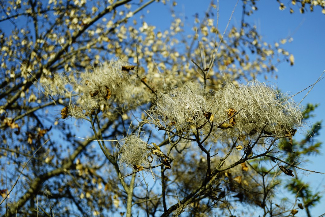 %ec%95%88%ea%b0%9c%eb%82%98%eb%ac%b4-1120-2016-%eb%ac%bc%ed%96%a5%ea%b8%b0%ec%88%98%eb%aa%a9%ec%9b%90-002