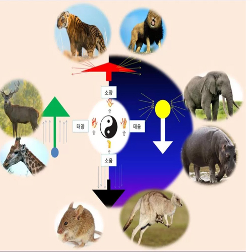 유방암 8강.  GnRH agonist 졸라덱스  aromatase inhibitor -femara 페마라 arimidex 아리미덱스는  소양인 약물로&nbsp;본다.