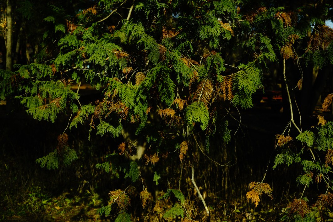 %ec%b8%a1%eb%b0%b1%eb%82%98%eb%ac%b4-1120-2016-%eb%ac%bc%ed%96%a5%ea%b8%b0%ec%88%98%eb%aa%a9%ec%9b%90-003