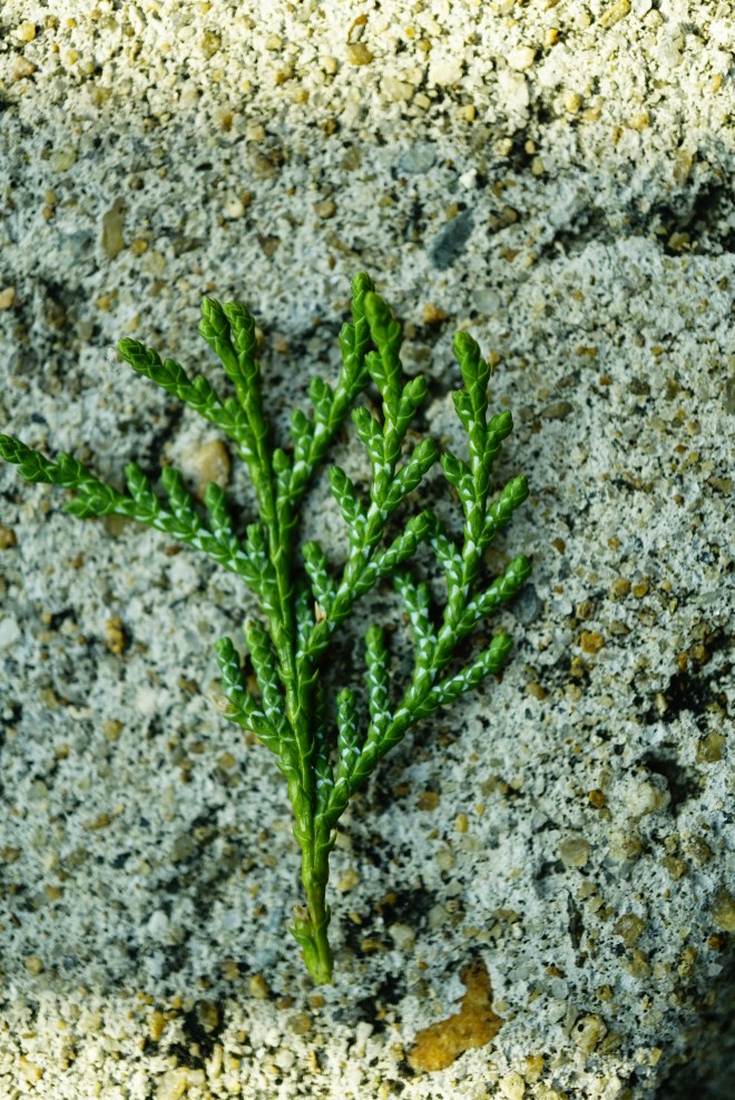 %ec%b8%a1%eb%b0%b1%eb%82%98%eb%ac%b4-1120-2016-%eb%ac%bc%ed%96%a5%ea%b8%b0%ec%88%98%eb%aa%a9%ec%9b%90-007