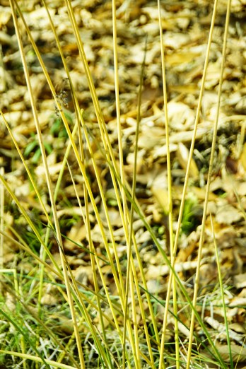 큰골풀 1120-2016 물향기수목원-012.JPG