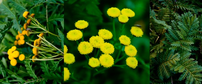 탄지 1120-2016 물향기수목원-017.jpg