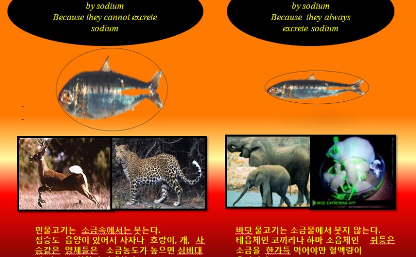바닷물고기는 민물에서는 살지 못한다.  음인은 바닷물고기처럼 짠물에서 놀아야&nbsp;한다.