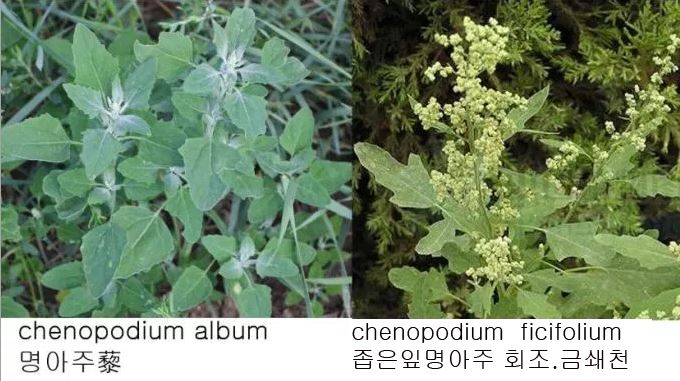 %ec%a2%81%ec%9d%80%ec%9e%8e%eb%aa%85%ec%95%84%ec%a3%bc1