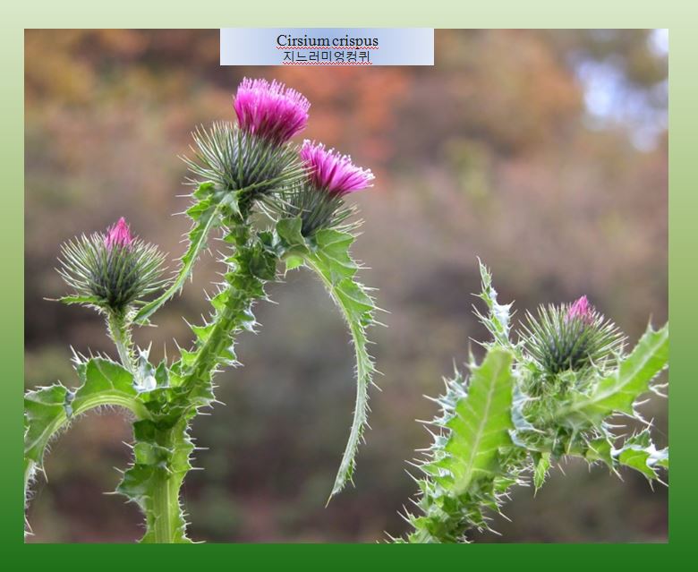 5-9cirsium-crispus