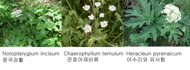 kakaotalk_20170101_042524687