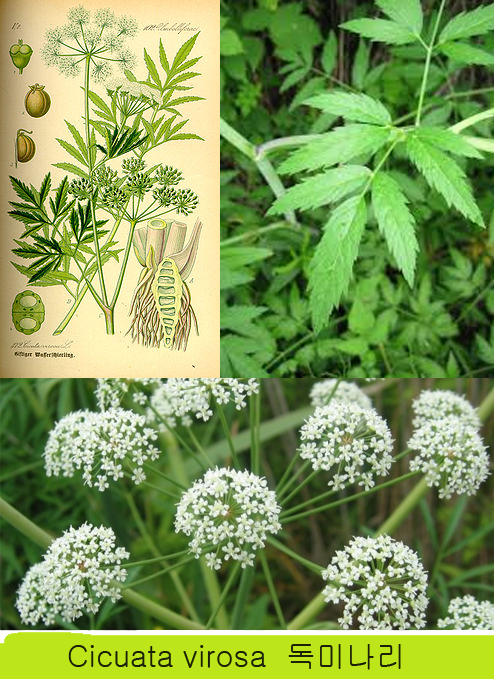 kakaotalk_20170101_084028356