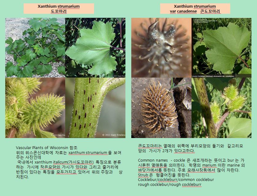 1-가시도꼬마리-1