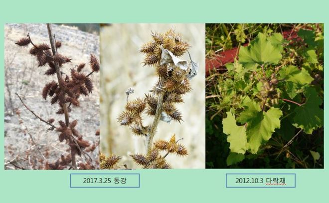 1-가시도꼬마리-2