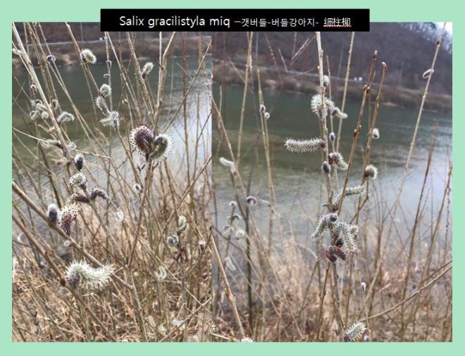 1-가시도꼬마리-7