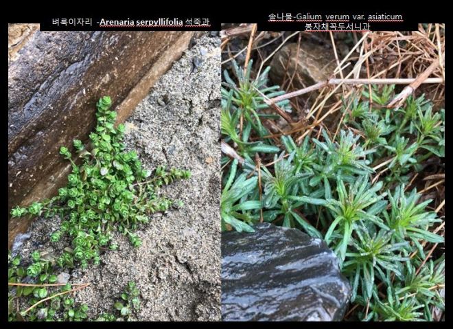 2-14 벼룩이자리