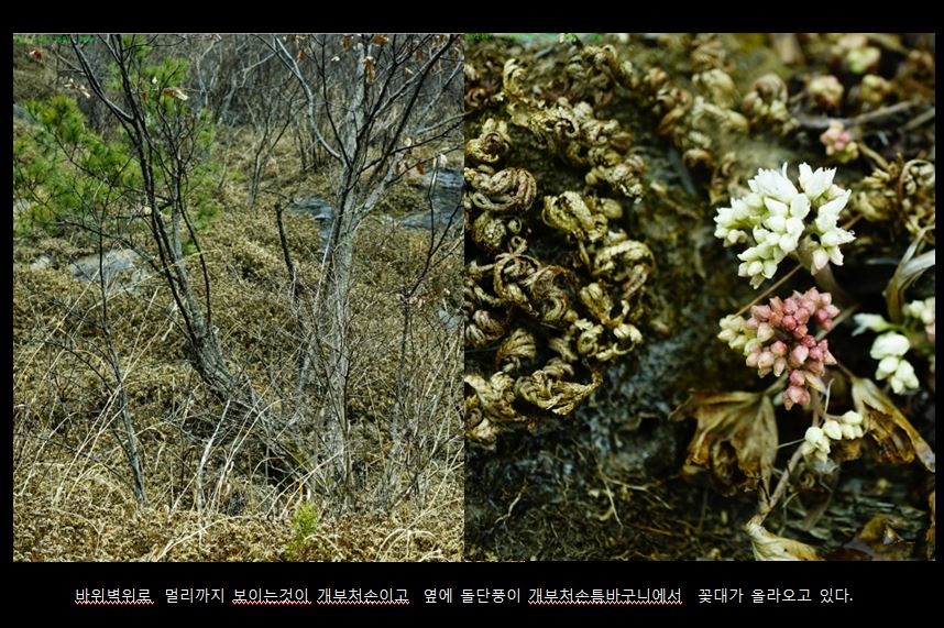 2-5 개부처손.JPG