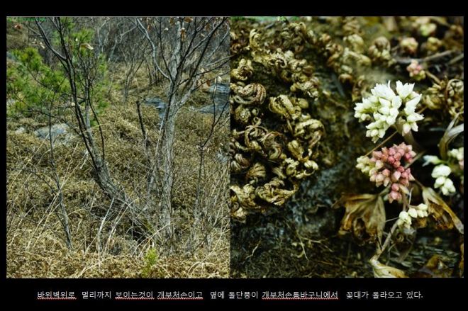 2-5 개부처손.JPG