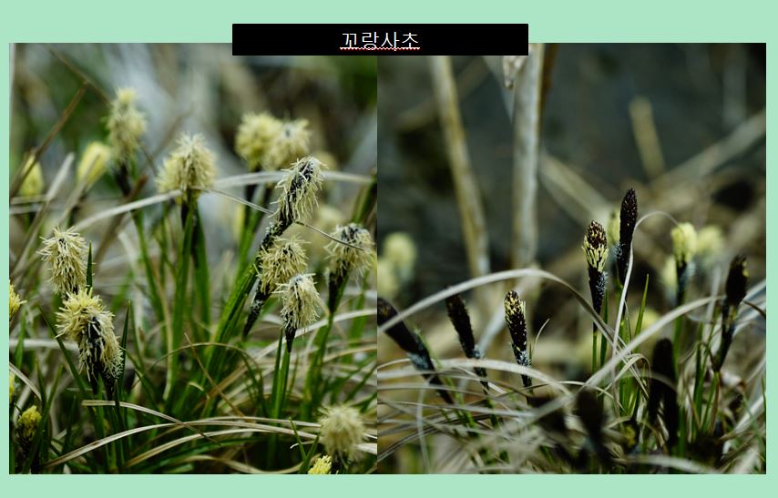 꼬랑사초.JPG