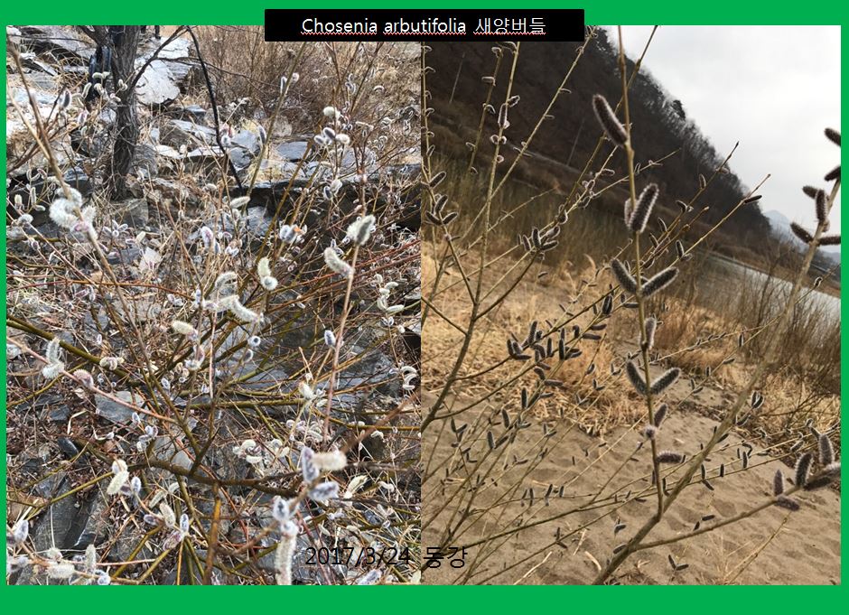 새양버들 chosenia arbutifolia-1