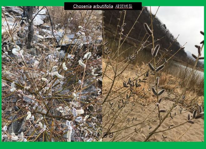 새양버들 chosenia arbutifolia-1