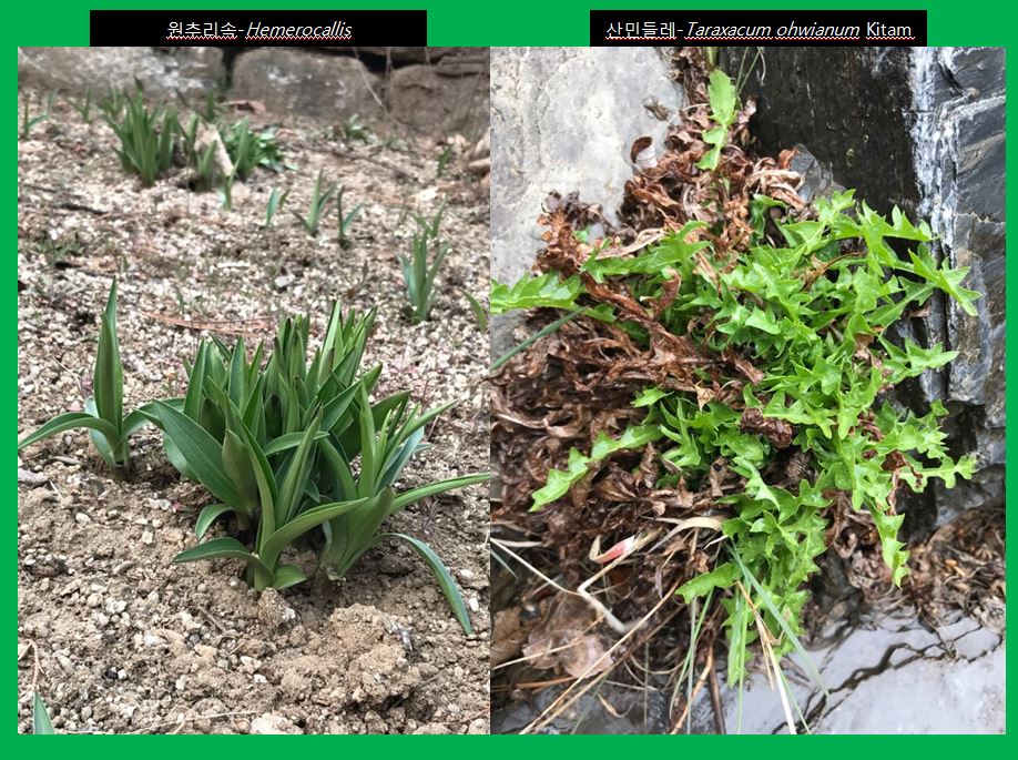 새양버들 chosenia arbutifolia-2