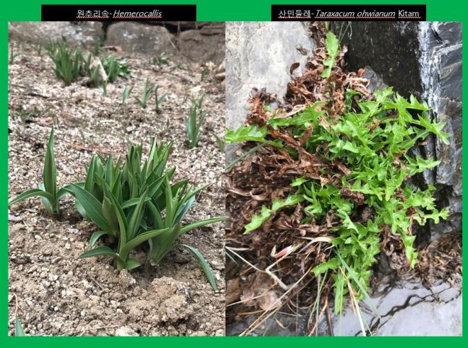 새양버들 chosenia arbutifolia-2