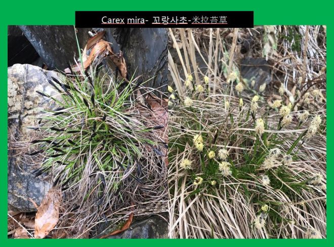 새양버들 chosenia arbutifolia-3.JPG