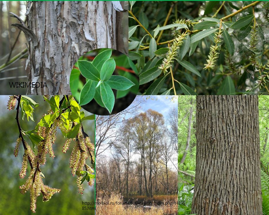 새양버들 chosenia arbutifolia.JPG