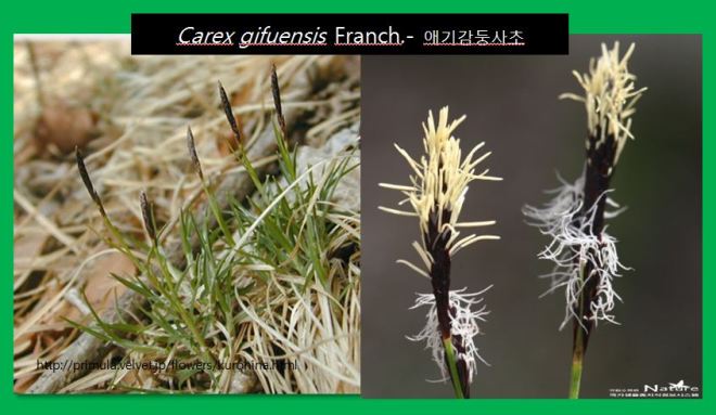 애기감둥사초 carex.JPG
