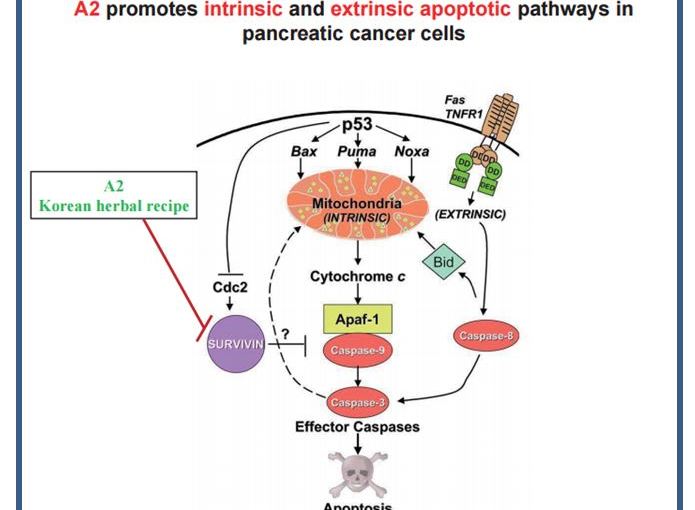 췌장암 pancreatic cancer&nbsp;1강
