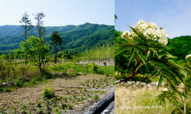0520-2017 양구DMZ식물원(한)037.jpg