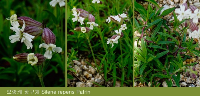 1-20 오랑캐장구채1.jpg