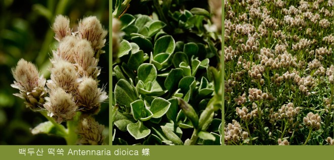 1-22 백두산떡쑥.jpg