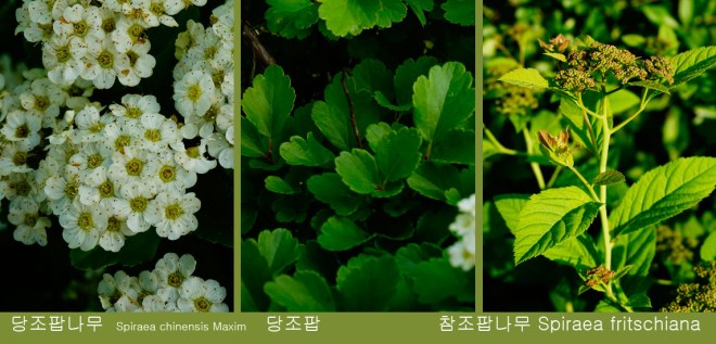 1-22 참조팝나무.jpg