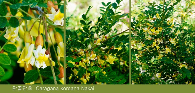 1-24 참골담초.jpg