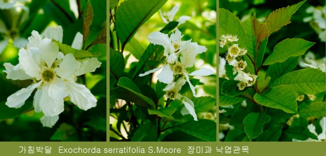 1-25 가침박달.jpg