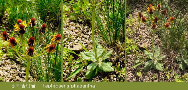 1-26 바위솜나물