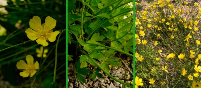 1-30 미나리아재비.jpg