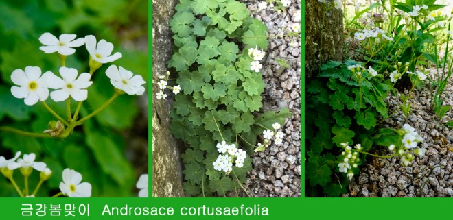 1-32 금강봄맞이.jpg