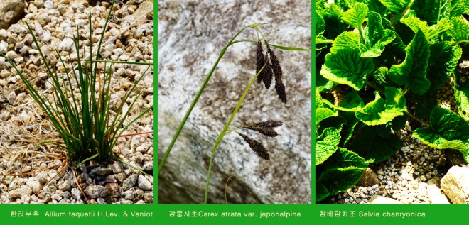 1-35 감둥사초.jpg