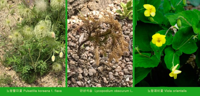 1-36-1 만년석송.jpg