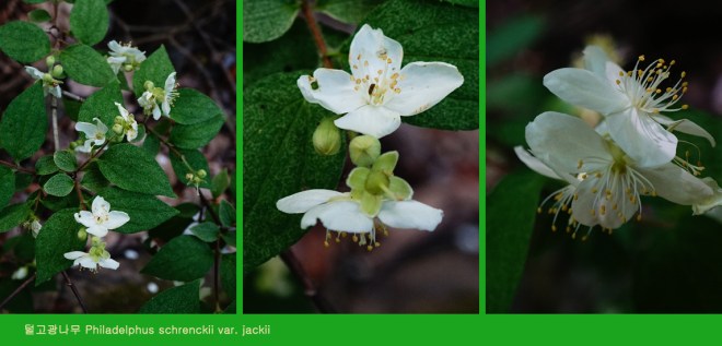 1-40 털고광나무1