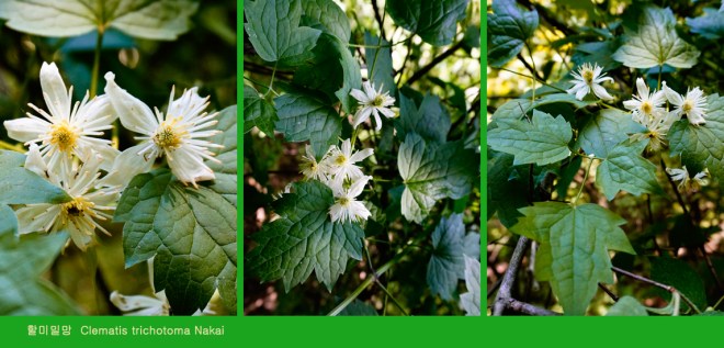 1-41 할미밀망.jpg