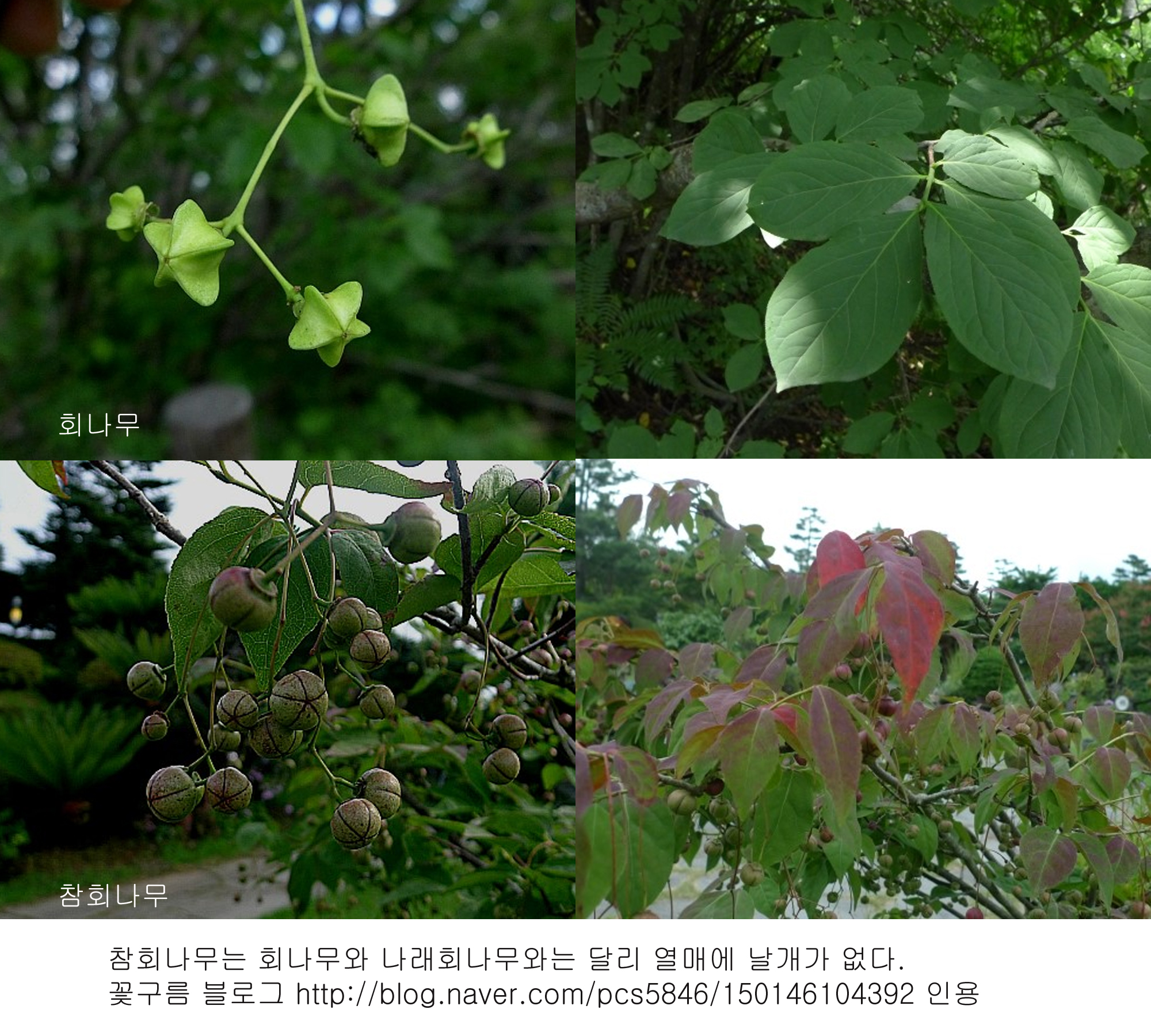 참회나무 회나무.jpg