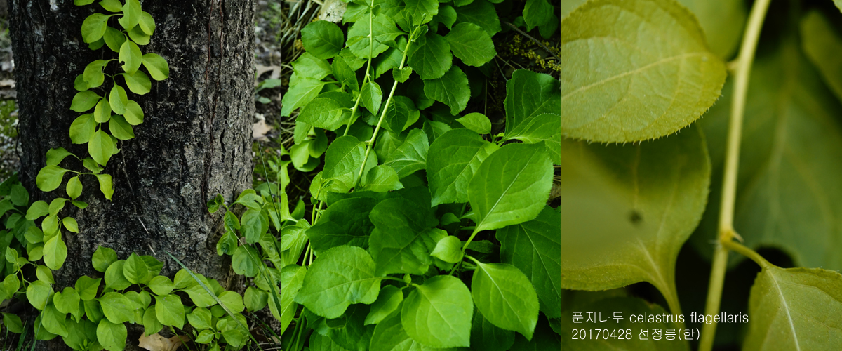 푼지나무  0420-2017 서울숲(한)000.jpg